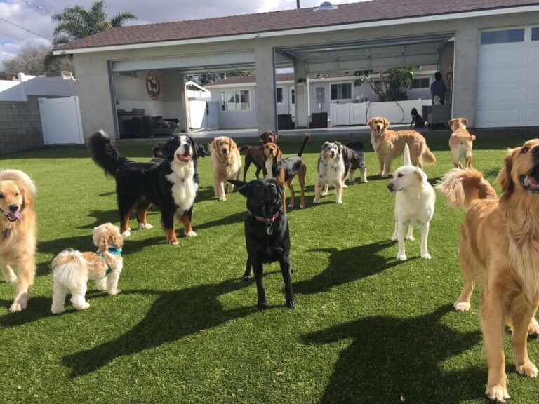 Dog Boarding Near Me 7 Safe & Best Pet Boarding Spots