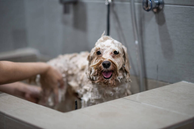 Dog Grooming Near Me 7 Best Places for a Great Grooming Session