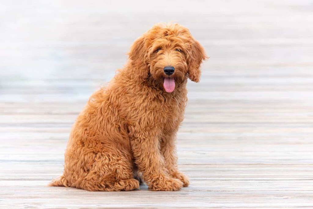 mini goldendoodle full grown