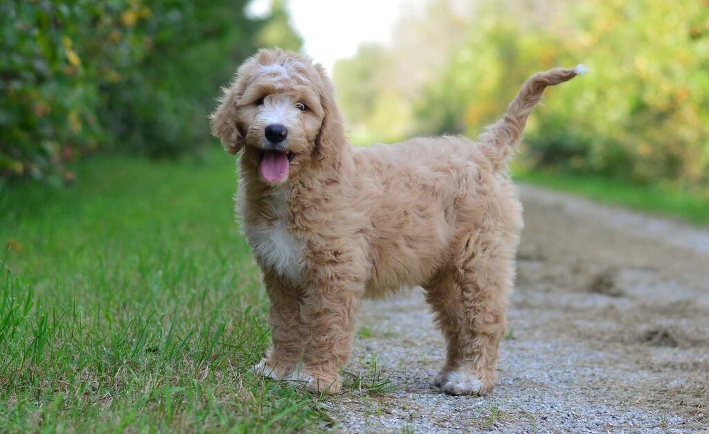 mini goldendoodle full grown