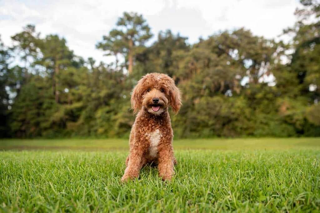 Full Grown Mini Goldendoodle Size How Big Are They? Pets Nurturing