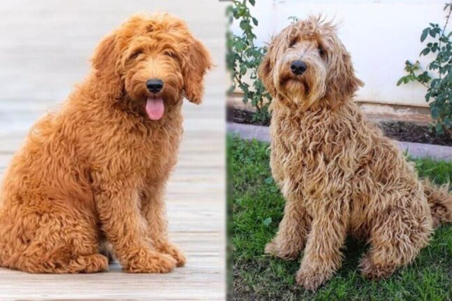 labradoodle vs Goldendoodle