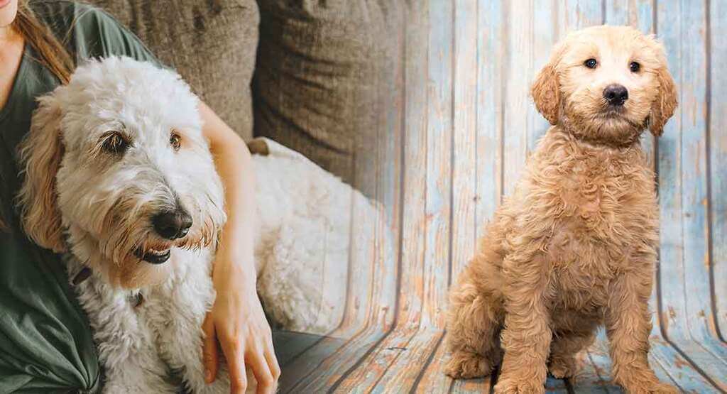 labradoodle vs Goldendoodle