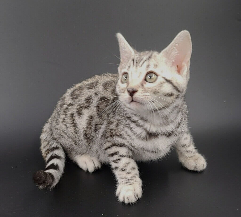 Bengal cat size