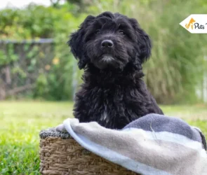 Black Goldendoodles