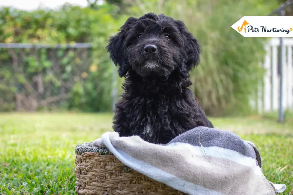 Black Goldendoodles