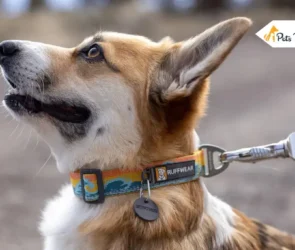 Clear Designer Dog Collar