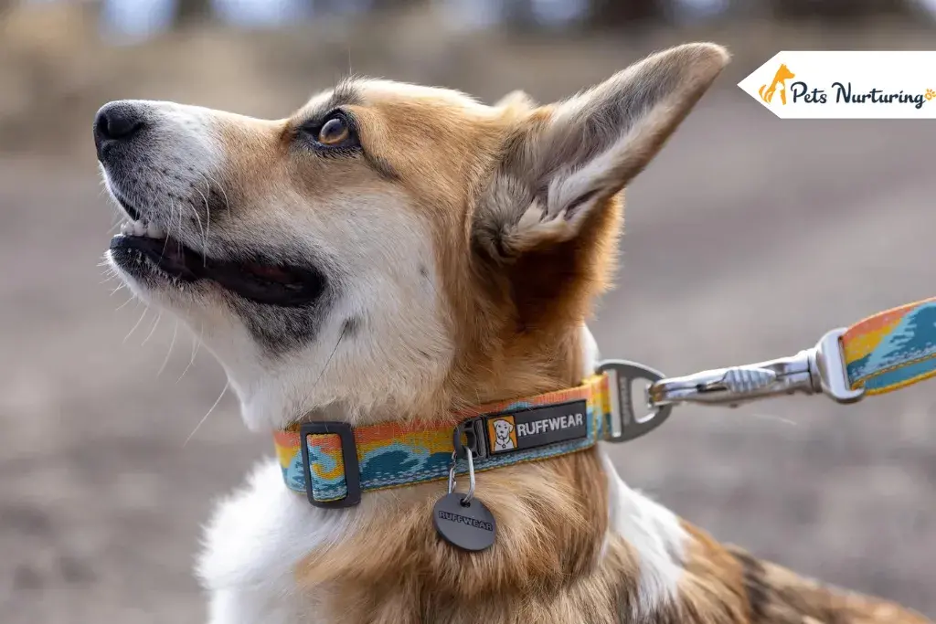 Clear Designer Dog Collar