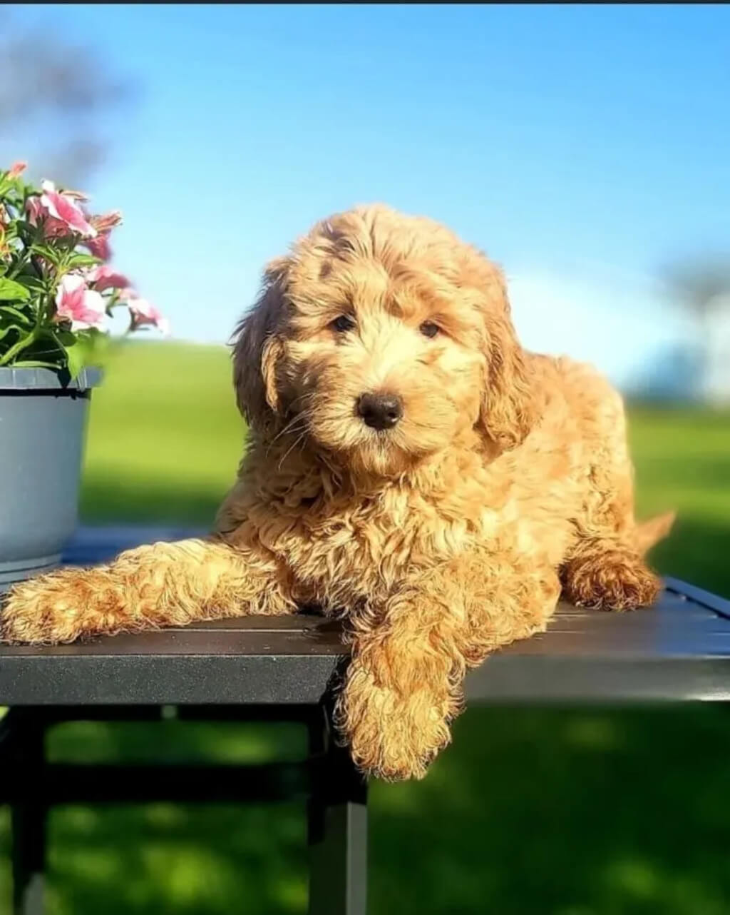Goldendoodle grooming styles