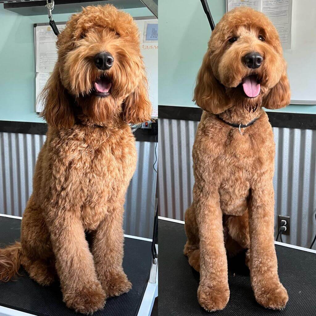 Goldendoodle haircuts before and after