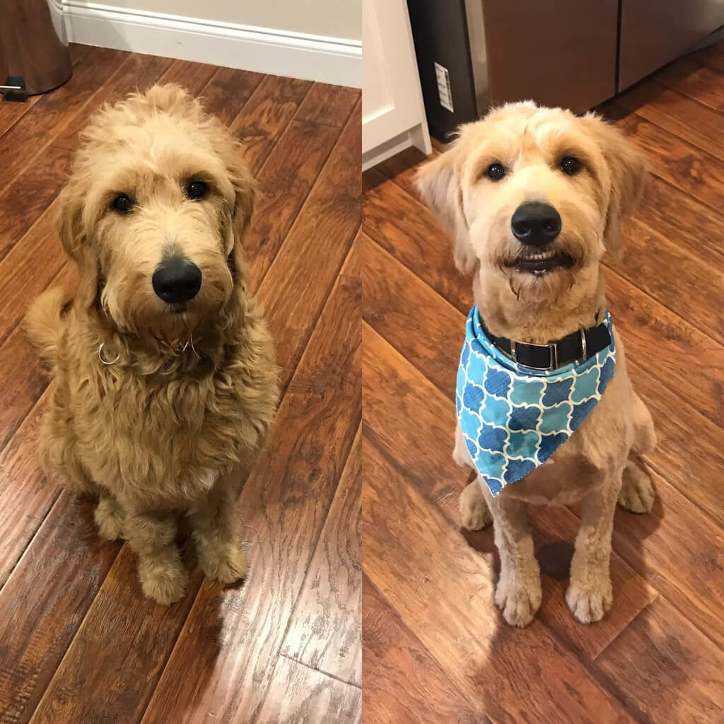 Goldendoodle haircuts before and after
