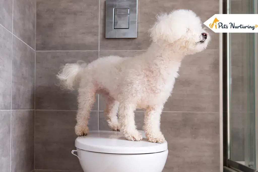 How Long Can Dog Hold Their Pee