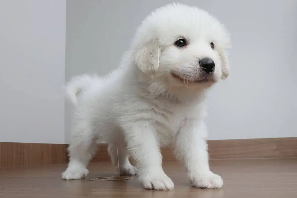 Factors Affecting How Often Do Dogs Need to Pee