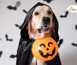 Pet Halloween Costume
