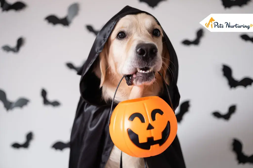 Pet Halloween Costume