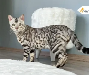 Silver Bengal Cats