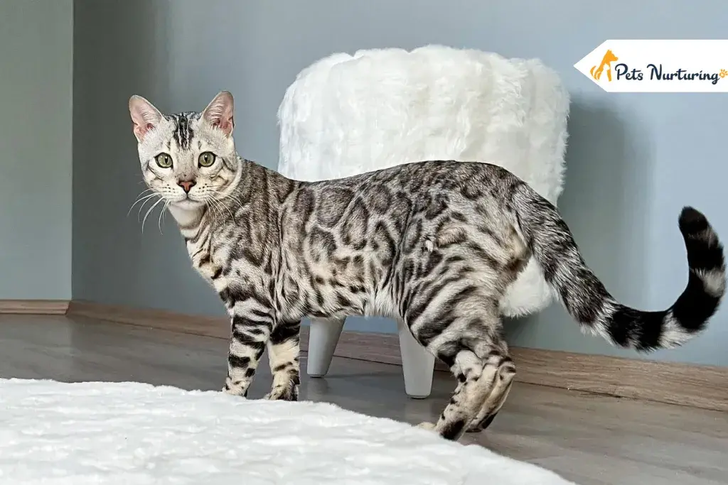 Silver Bengal Cats