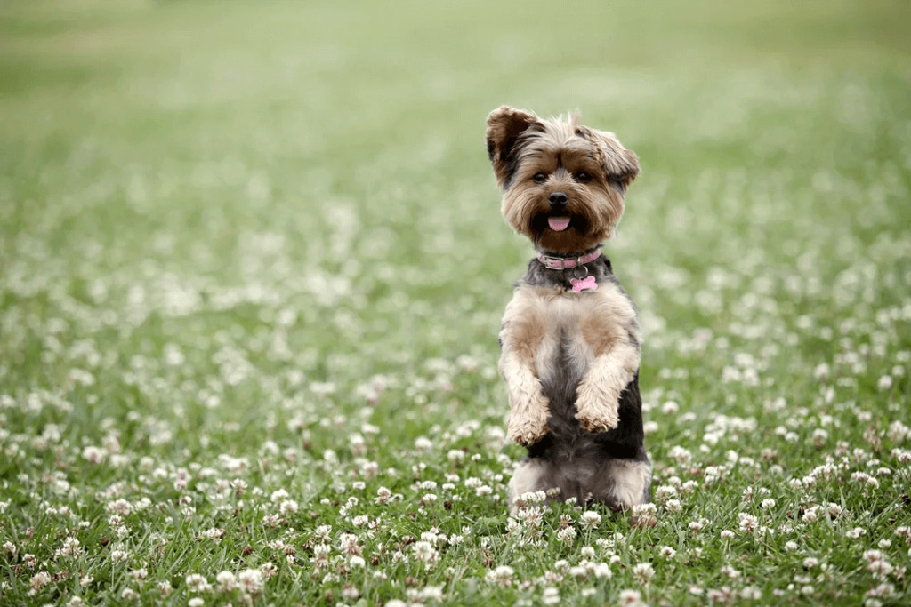 Yorkie haircuts:  Teddy Bear Yorkie Haircuts