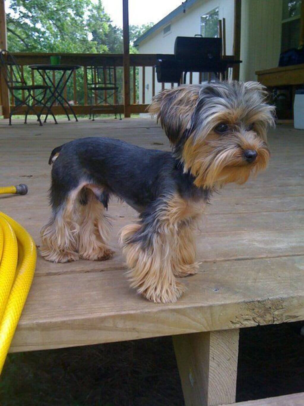 how old should a yorkie be for its first grooming