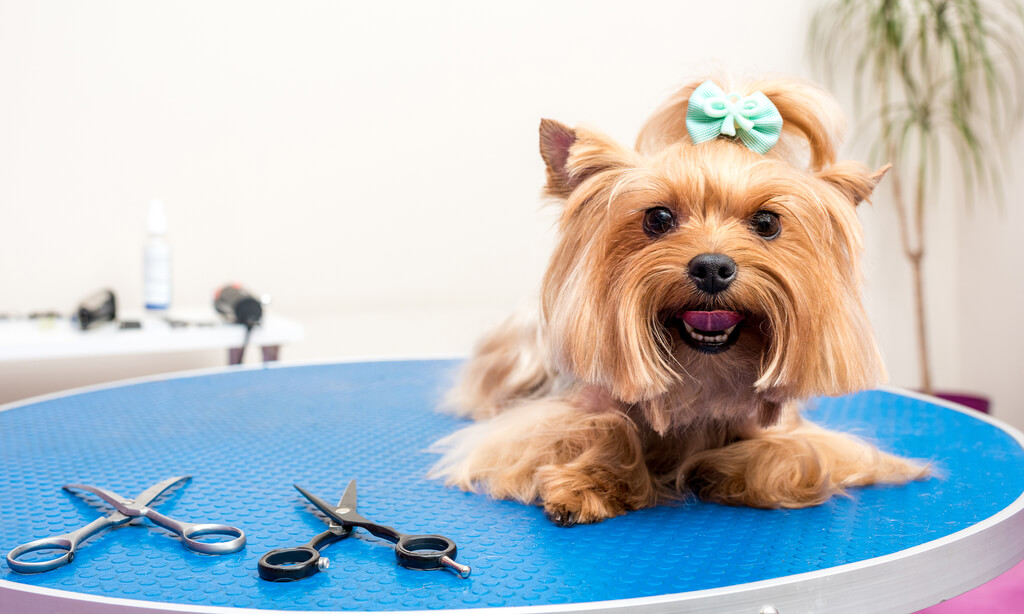 Yorkie haircuts