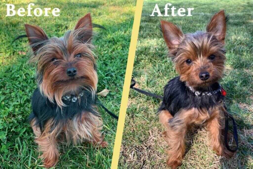 Yorkie haircuts: Yorkie Puppy Cut