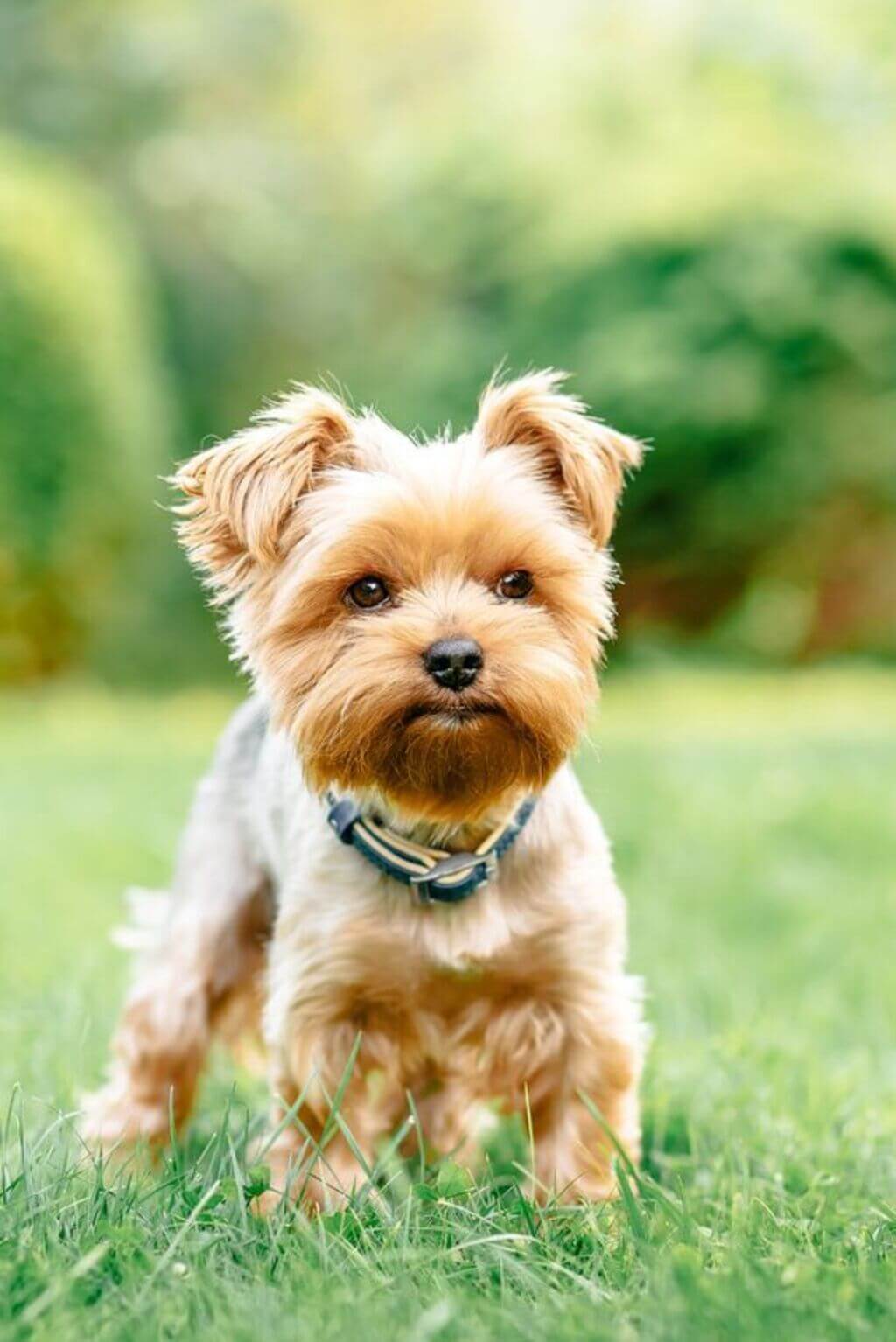 Yorkie Puppy Cut