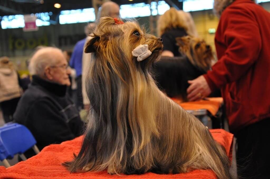 Yorkie haircuts: Show Cut