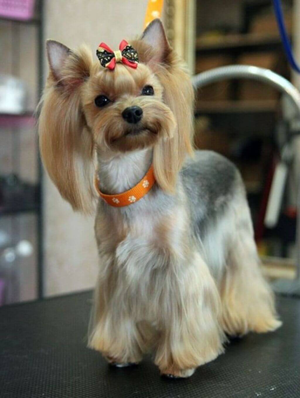 Yorkie haircuts