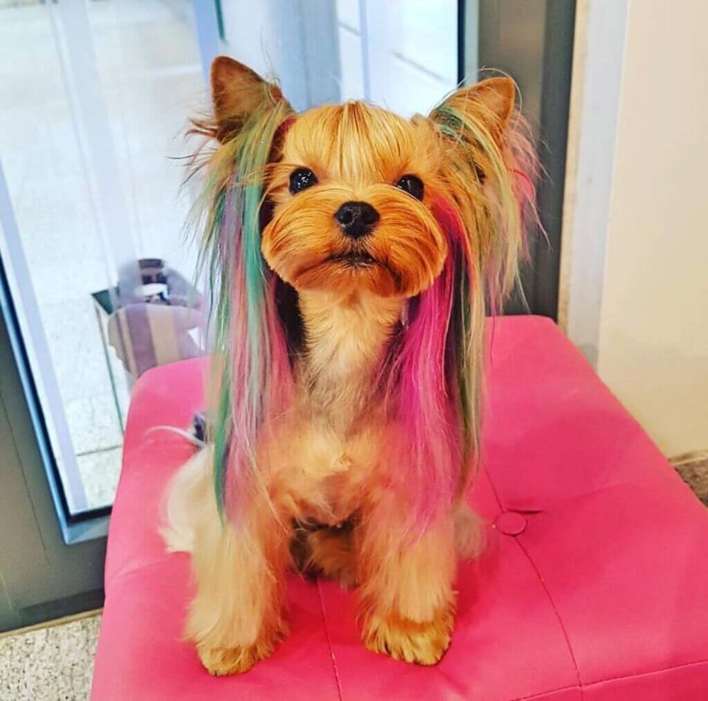 Yorkie haircuts for females