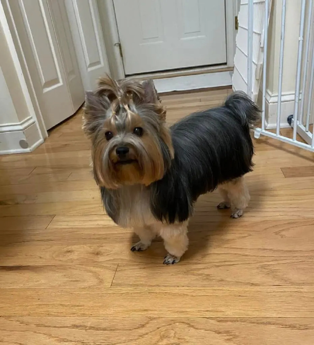 Yorkie puppy cut