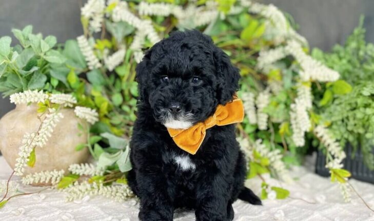 Black Goldendoodle | A Pet Guide on Dog Breed Facts & Information