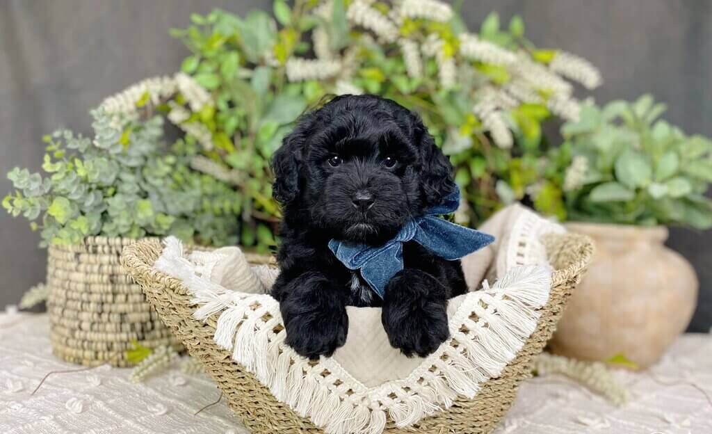 Black Goldendoodle: Physical Appearance