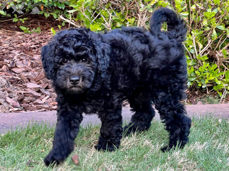 Black Goldendoodle | A Pet Guide on Dog Breed Facts & Information