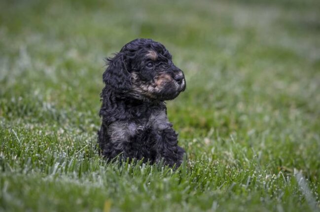 Black Goldendoodle | A Pet Guide on Dog Breed Facts & Information