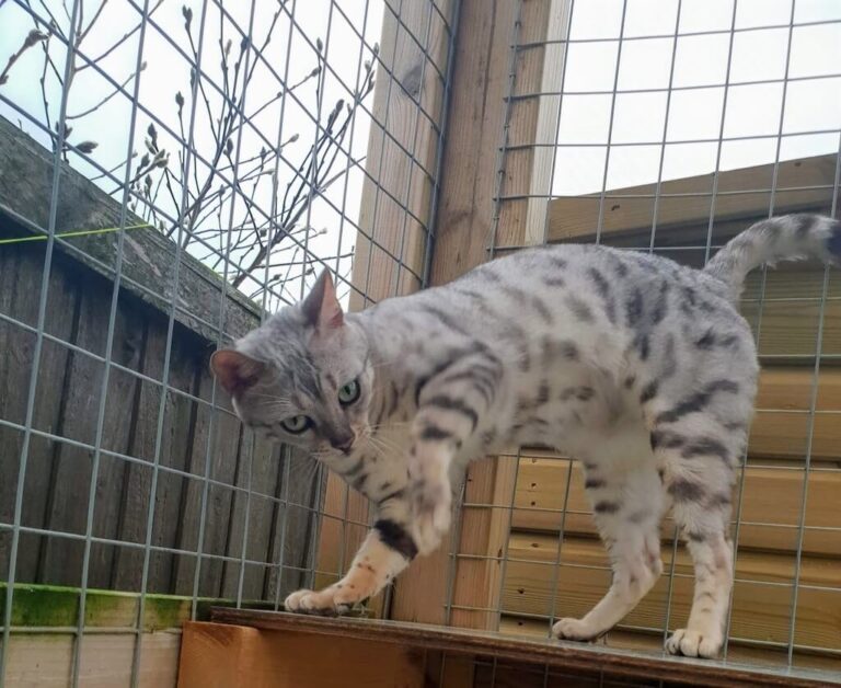 Silver Bengal Cat 101 Facts, Temperament, Care & More Info