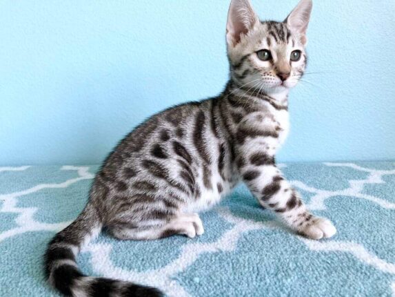 Silver Bengal Cat 101: Facts, Temperament, Care & More Info