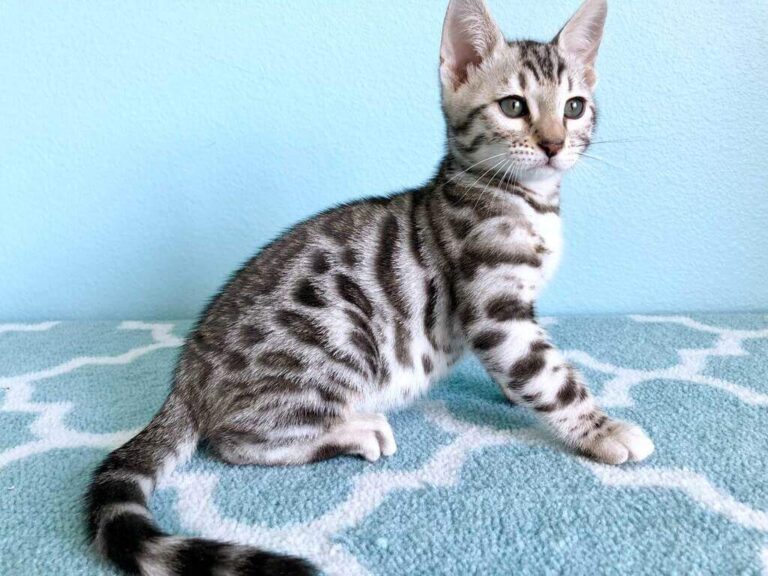 Silver Bengal Cat 101 Facts, Temperament, Care & More Info