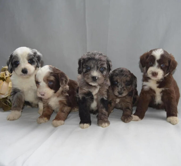 Full Grown Aussiedoodle How Large Do Aussiedoodles Get   Full Grown Mini Aussiedoodle 8 768x703 