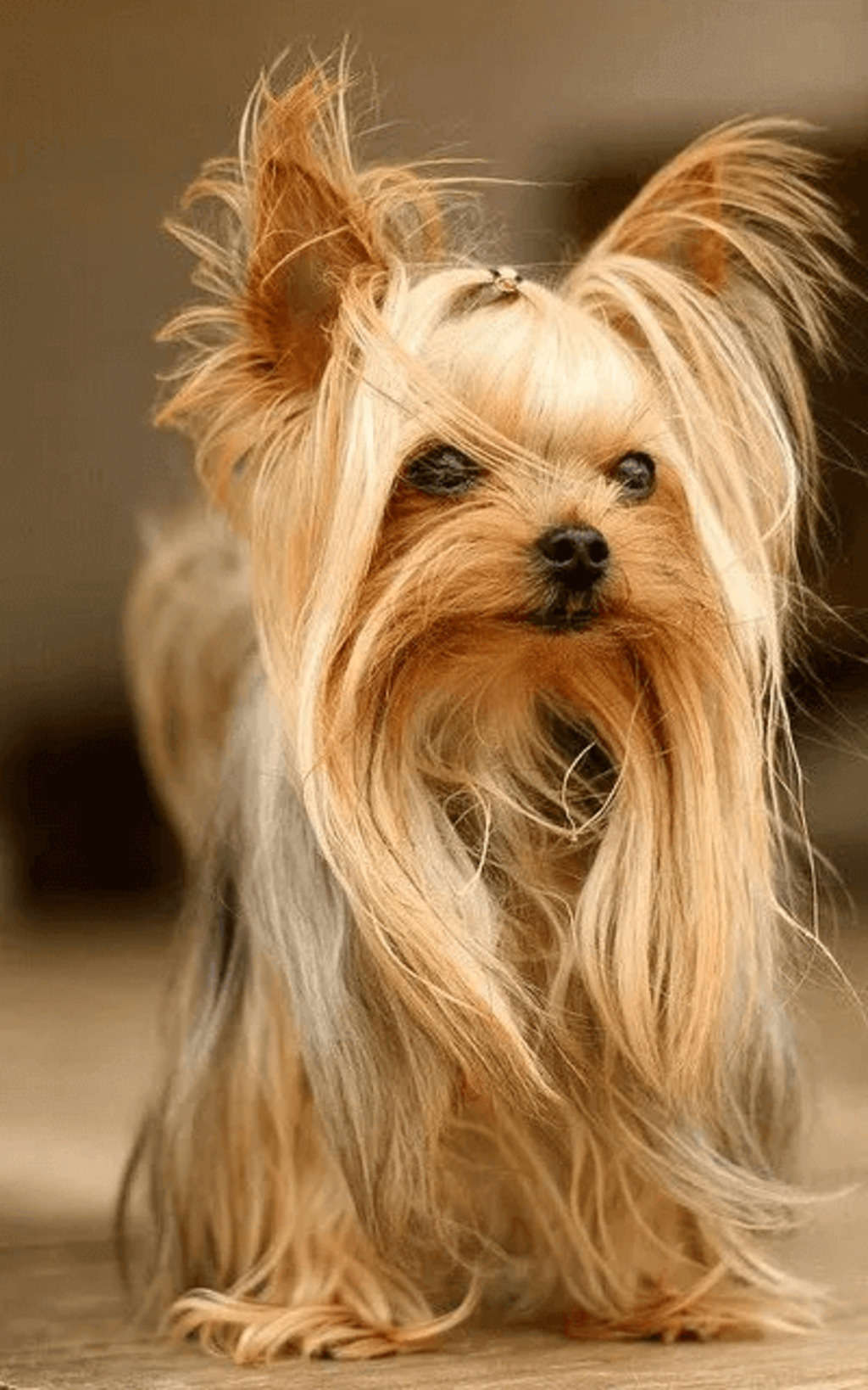 male Yorkie haircuts Explosive Hairstyle 