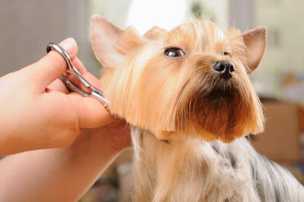 How to Choose a Cut For Yorkies