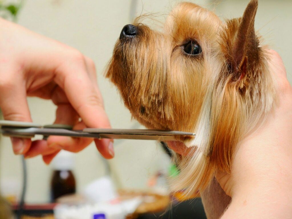 Yorkie Hairstyles According to Face Styles 