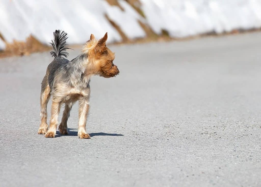 Kennel Cut Yorkie haircuts