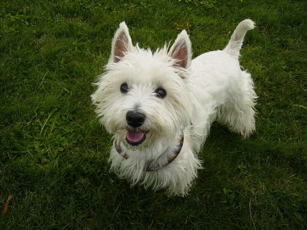 Westie Cut 