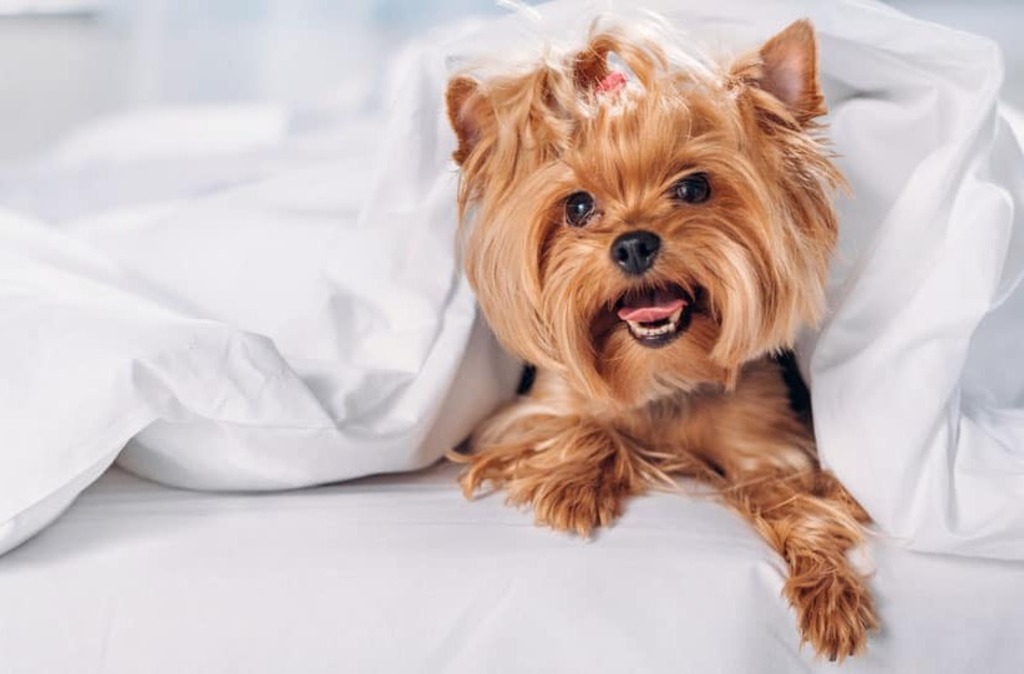 teddy bear Yorkie haircuts Westie Cut 