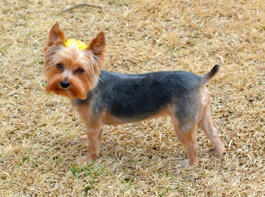 Summer Cuts teddy bear Yorkie haircuts