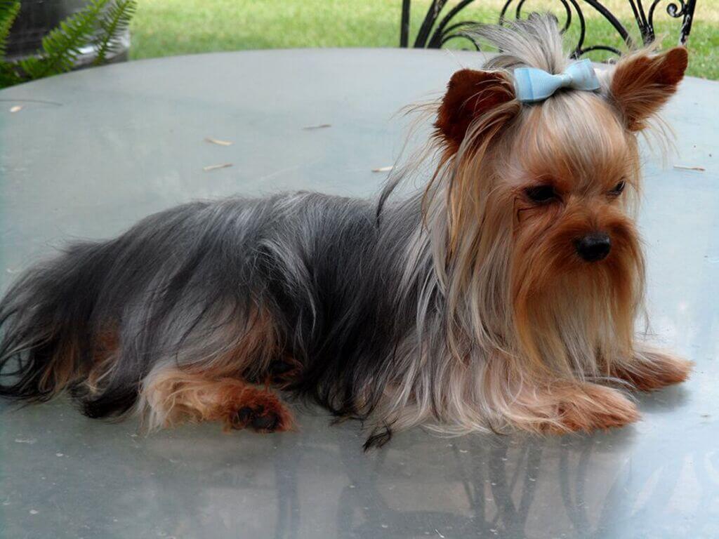 Show Cut teddy bear Yorkie haircuts