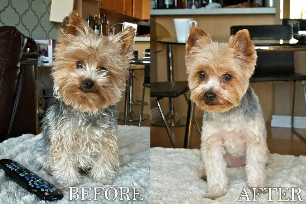 yorkie haircuts