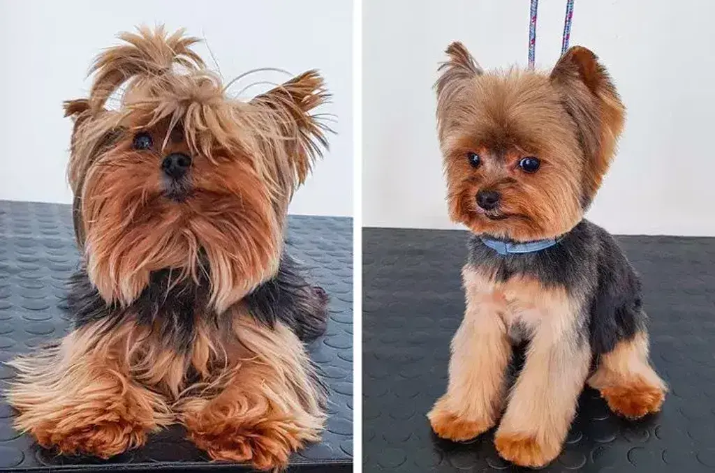 Yorkie Haircuts Before and After