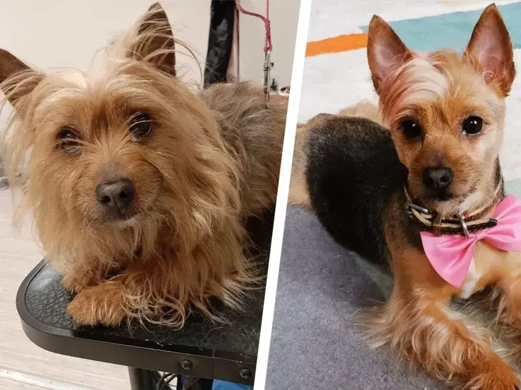 11+ Adorable Yorkie Haircuts for Your Puppy
