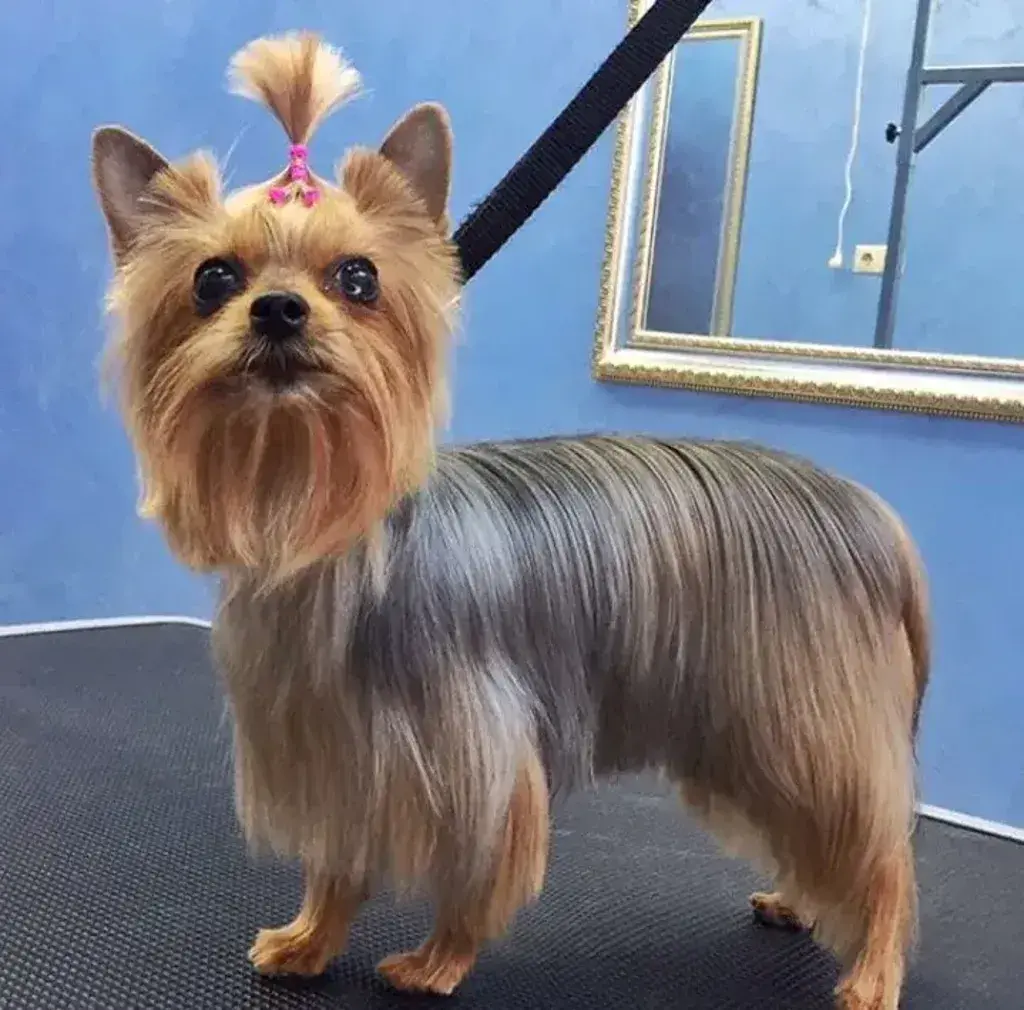 yorkie haircuts for female